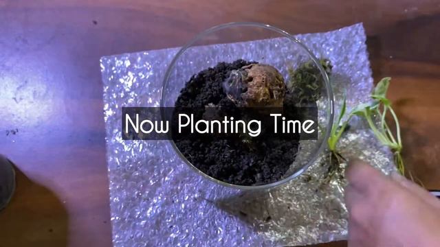 DIY Terrarium With Home Items | How to make a terrarium at Home | Easy Terrarium, Buy Plants Online смотреть онлайн