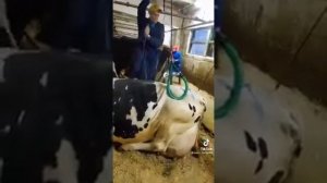 Поднятие коровы с помощью приспособления