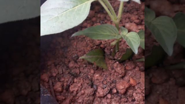 pentas plant care in malayalam смотреть онлайн