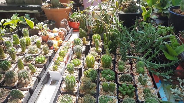 Buying cactus at flower shop смотреть онлайн