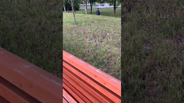 ВЫГУЛ И ТРЕНИРОВКА БОЙЦОВАЯ собака #vlogbynikaмосковскиебудни смотреть онлайн