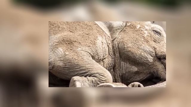 Невероятное воссоединение: Слон узнает человека спустя 12 лет! смотреть онлайн