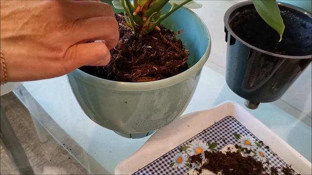 Пересаживаем антуриум Юта под микоризу смотреть онлайн