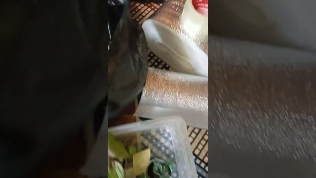 Собираю заказы комнатных растений, упаковываю, утепляю🌺☘️🌿 смотреть онлайн