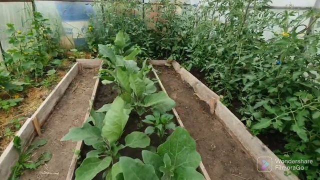 98. Обзор дачного участка. Огород 4 сотки . смотреть онлайн