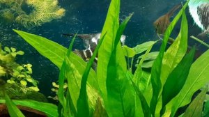 Почему гибнут ампулярии и другие улитки?☝️#Будни аквариума