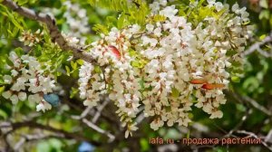 Акация белая (Робиния) (robinia pseudoacacia robiniya) ? обзор: как сажать, саженцы акации (Робиния