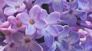 Bakr- апрельская сирень 🌺🌸