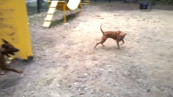 Питбуль и два Родезийских Риджбека ...(Pitbull and two Rhodesian Ridgeback...)