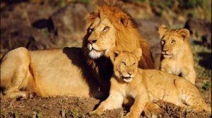 ТОП 10 интересных ФАКТОВ о ЛЬВАХ! Факты о короле ЗВЕРЕЙ!