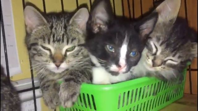 Коммунальная квартира или в тесноте, да не в обиде)))