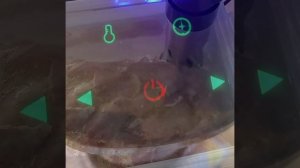 Шашлык сувид , соль перец лук !