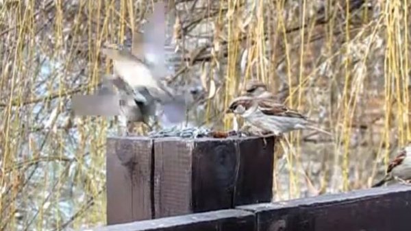 Воробьи, замедленная / Sparrows, slow motion