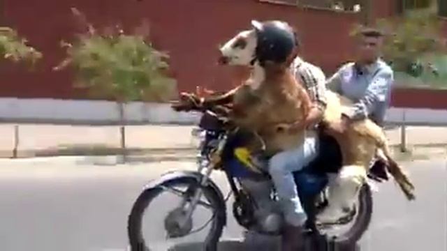 барашек в каске на мотоцикле смотреть онлайн