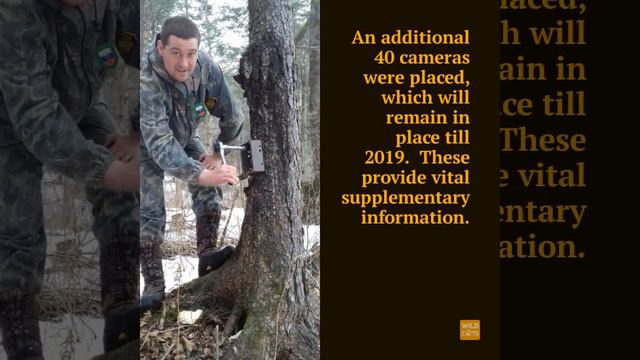 Anti Poaching in Russia 2018 Interim Report смотреть онлайн