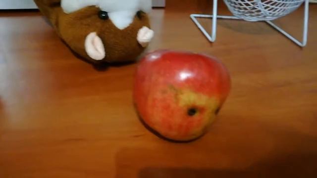 Хомяк и его истории.Упал в обморок.Шок!Познователь-Семён и морская свинка.Прдолжение следует.......