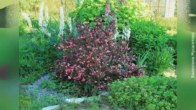 ❀ Вейгела: обрезка, формирование и размножение смотреть онлайн