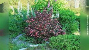 ❀ Вейгела: обрезка, формирование и размножение