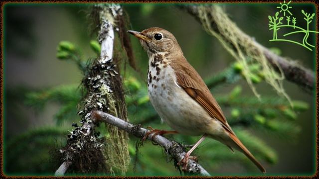 Голоса птиц Как поёт Дрозд Отшельник (Catharus guttatus) смотреть онлайн