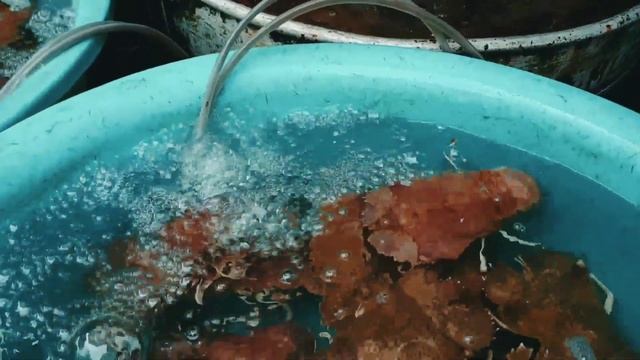 Фукуок. МОРЕПРОДУКТЫ.