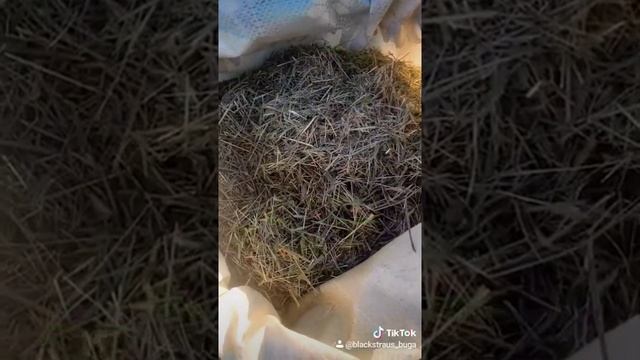 что едят страусы? страусы в России смотреть онлайн