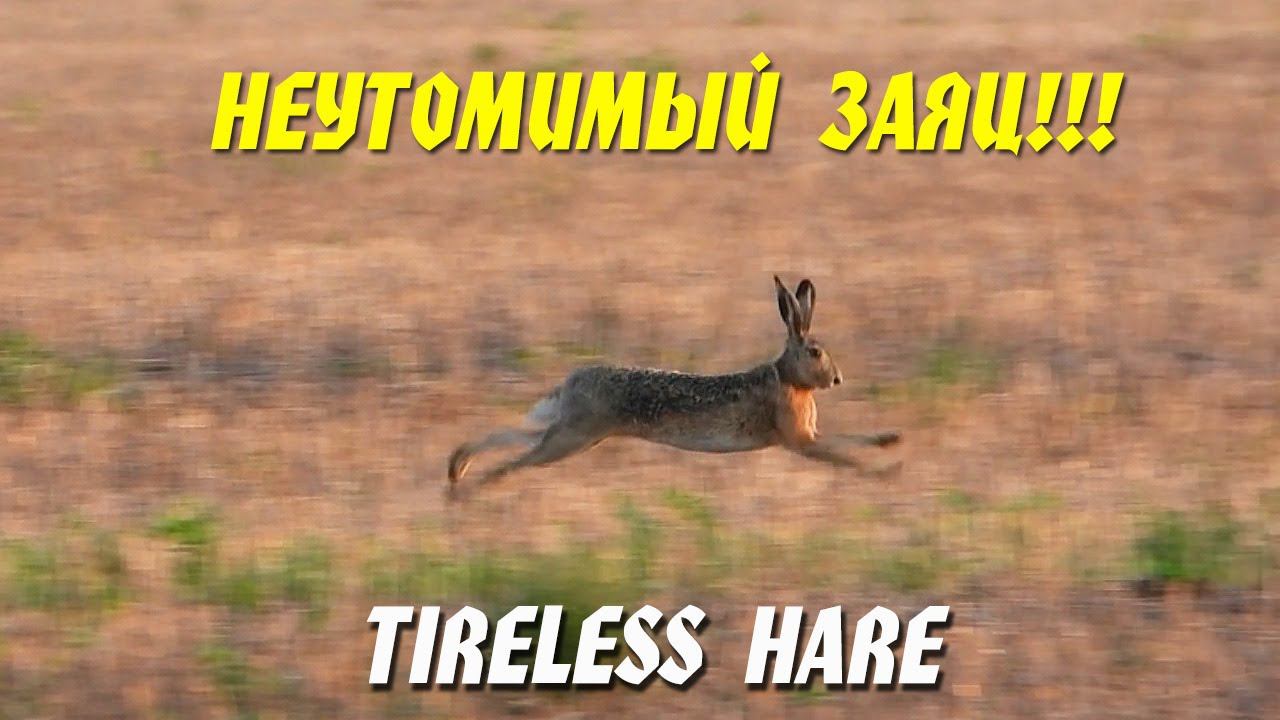 Этот Заяц, наверное, сбежал из цирка / That Hare must have escaped from the circus смотреть онлайн