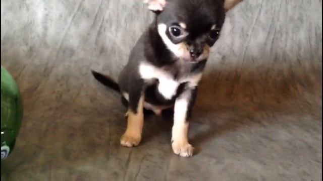 Продажа щенков чихуахуа в Москве. Купить чихуахуа шоколадно-подпалого, черно-подпалого окраса смотреть онлайн