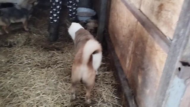 Ваша помощь для хвостиков важна/ Приют для собак г Ефремов смотреть онлайн