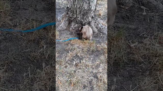 ТАЙСКАЯ КОШКА КАССАНДРА НА ПРОГУЛКЕ