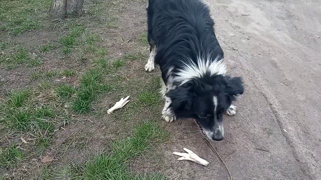 Лапки для голодного собачки смотреть онлайн