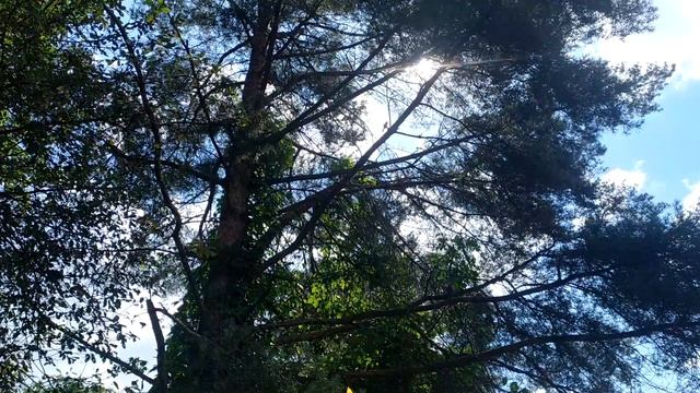 Сколько золота в импортных тонких чипах 14 мм смотреть онлайн