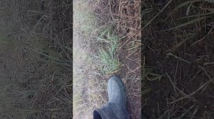 Охота на барсука петлями