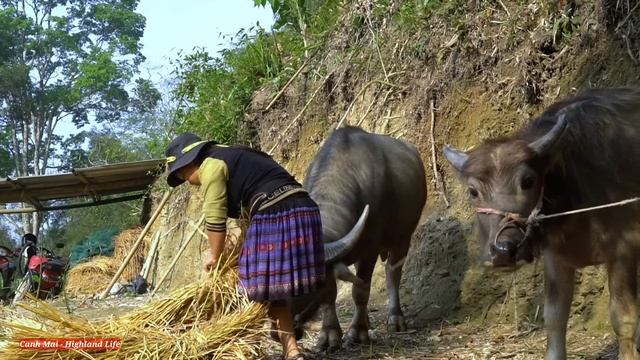 Ep 113 : Build a life, harvest bananas, go up the hill to pick tea buds to sell смотреть онлайн