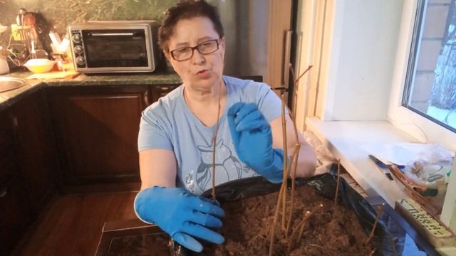 Отделение саженца от маточного куста корневой порослью смотреть онлайн