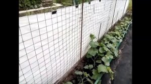 Огурцы на вертикальной грядке