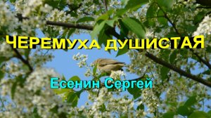 Стихотворение "Черемуха душистая"  Есенин Сергей