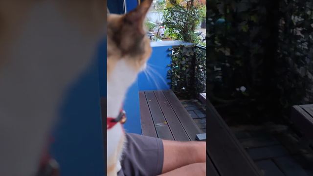 Кошка запрыгнула и сидит. Тайские кошки самые спокойные в мире! Пхукет, Таиланд.