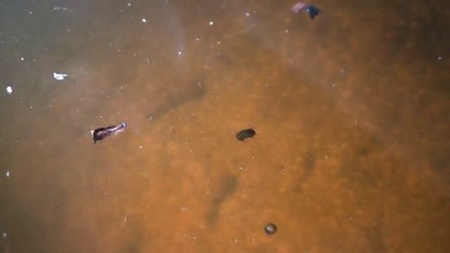 Личинки и куколки комаров в корыте смотреть онлайн