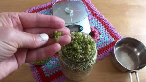 Как вырастить ростки дома самому, Бобы Мунг проращиваю сама, как прорастить маш в банке