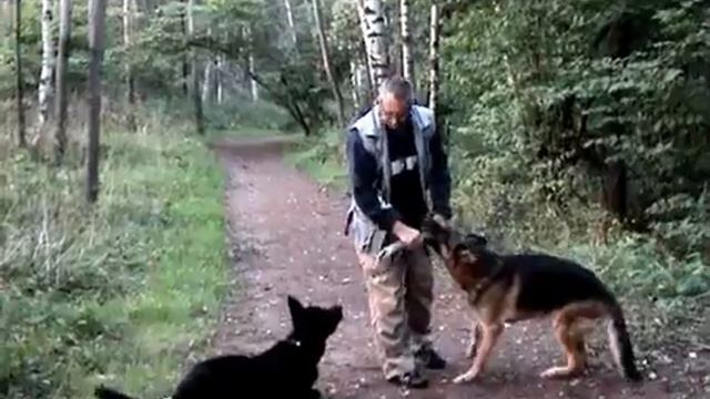Дрессировка собак ОКД апортировка первая часть смотреть онлайн