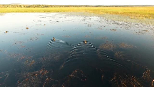 Последние дни лета. Летят утки. #забайкалье #z_dron смотреть онлайн