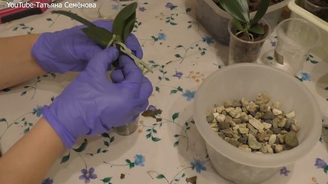 Сажаем фаленопсис 1,7 Liodoro Mira Amboinensis x sib смотреть онлайн
