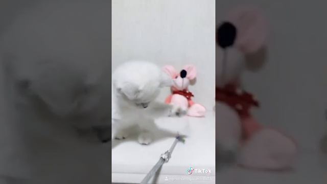 Белый котёнок с голубыми глазками ?улетел в Америку смотреть онлайн