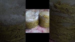 Заготовка молодых побегов ели. Новичкам