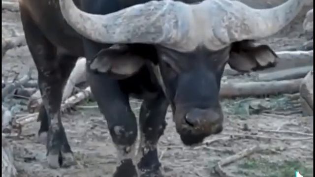 гаур 🐂 против африканский буйвол 🐃 смотреть онлайн