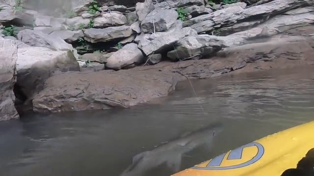 Big Fish Scares the hell out of me in my Kayak... смотреть онлайн