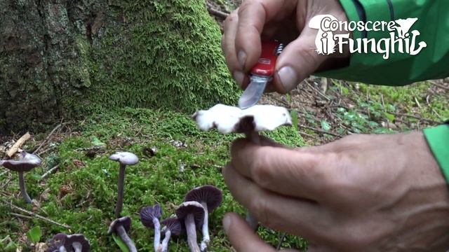 Conoscere i Funghi - Laccaria amethystina смотреть онлайн