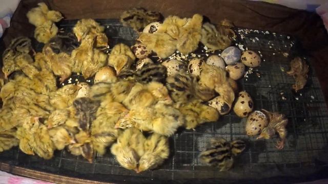 Окончание ВЫЛУПА 114 перепелят 14 / 06 /2021/ ИНКУБАЦИЯ перепелов феникс золотистый и серебро , фе смотреть онлайн