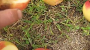 Яблоня сорт Хоней Крисп-Здоровое и бестолковое)