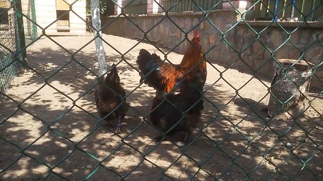 ,Известковая нога 